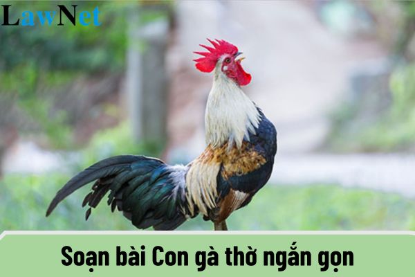 Soạn bài Con gà thờ ngắn gọn? Yêu cầu về nội dung và phương pháp giáo dục Ngữ văn cho học sinh lớp 12 là gì?