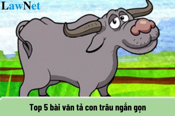 Top 5 bài văn tả con trâu ngắn gọn? Học sinh lớp 4 đã được áp dụng chương trình giáo dục phổ thông mới hay chưa?