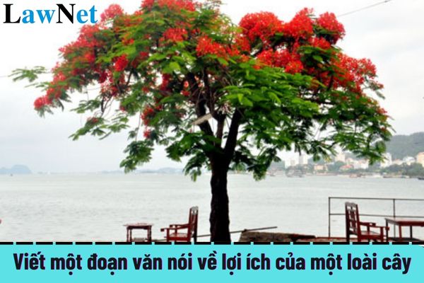 Mẫu viết một đoạn văn nói về lợi ích của một loài cây? Chương trình giáo dục học sinh tiểu học thể hiện những nội dung gì?