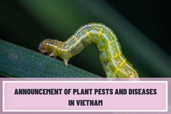 In which cases are plant pests and diseases in Vietnam announced? What are the conditions for announcement of plant pests and diseases in Vietnam?