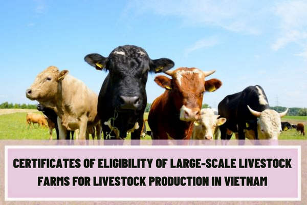 What are the procedures and application for the certificates of eligibility of large-scale livestock farms for livestock production in Vietnam?