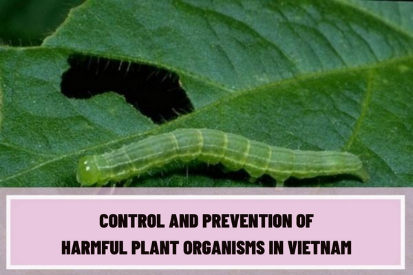 What are the requirements for the control and prevention of harmful plant organisms in Vietnam? What are the rights and obligations of plant owners in the control and prevention of harmful plant organisms in Vietnam?