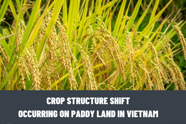 What are the requirements for the crop structure shift occurring on paddy land in Vietnam? What are the procedures for shifting crop structure on paddy land in Vietnam?