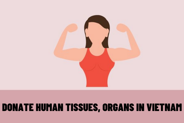 Who is entitled to donate human tissues, organs and cadavers? What are the procedures for registration of donation of living donor tissues and organs in Vietnam?