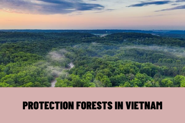 What is the protection forest? How many types of protection forests are there? What are the criteria for distinguishing protection forests in Vietnam?