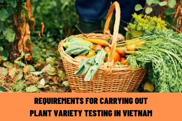 Are additional penalties and remedial measures imposed for failing to maintain the satisfaction of requirements for carrying out the plant variety testing in Vietnam?