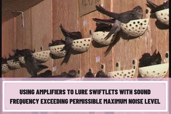 Vietnam: What is the penalty upon swiftlet nest farms for using amplifiers to lure swiftlets with the sound frequency exceeding the permissible maximum noise level?